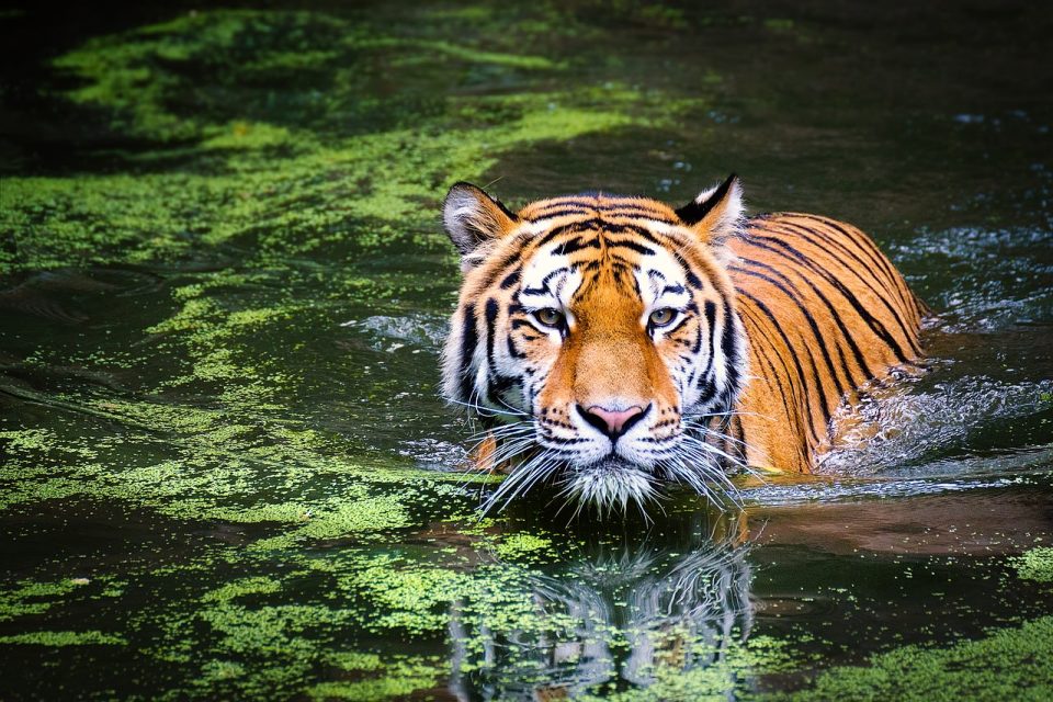 Tiger Močvara Velika Mačka Divlja Mačka Jungle Water