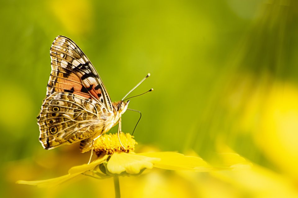 Borboleta Flor Amarela Polinizar Polinização Pólen