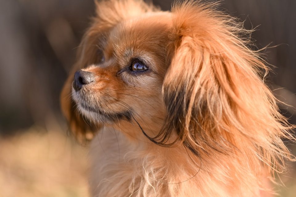 hund, säugetier, haustier, tier, pelz, schöner hund, tibetanischer spaniel