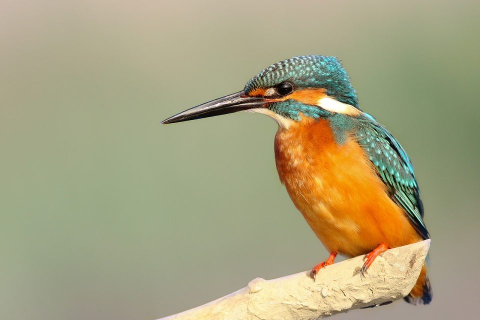 Kingfisher paukščių snapas Paukščių paukščių stebėjimo plunksnos