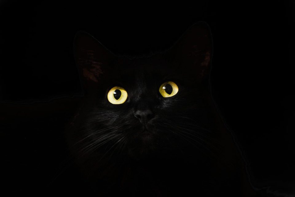 猫的眼睛 猫 黑色的 看着 注视 凝视 观察 猫科动物 黑猫 宠物 哺乳动物 动物