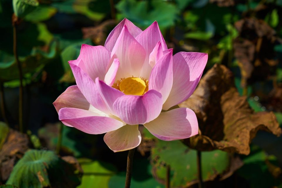ロータス 植物 花 自然 葉っぱ 花びら トロピカル アジア人 カンボジア 公園 マクロ