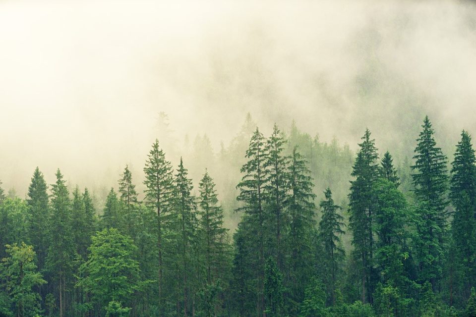 Woud Bomen Mist Coniferen Pijnboom Spar