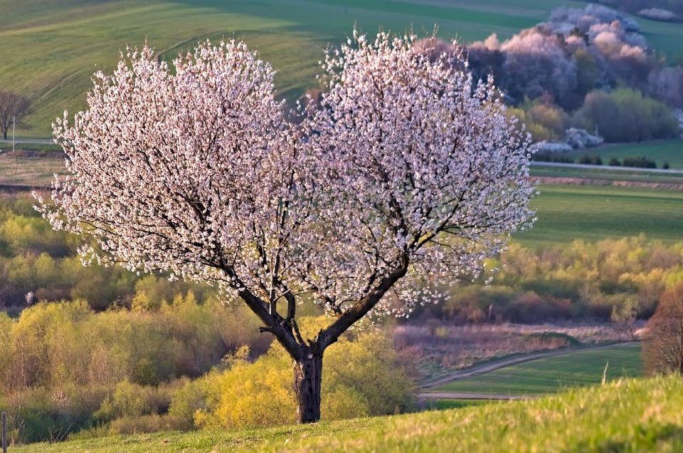 Un Albero Natura Cuore Ciliegia Fiori Silhouette