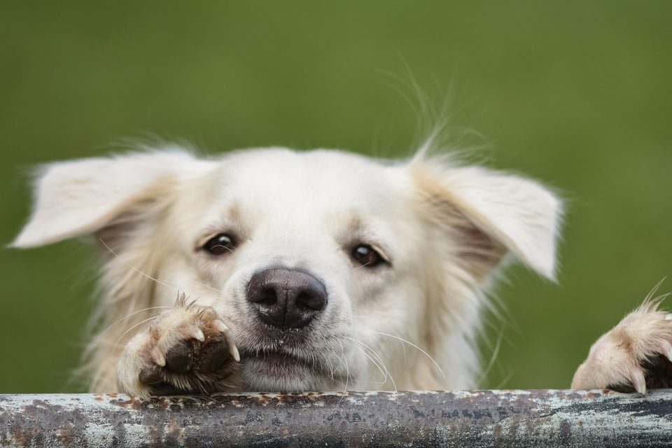 Hund, Schoßhund, süßer Hund, Hund, der auf Besitzer wartet, Nagelstruktur des Hundes