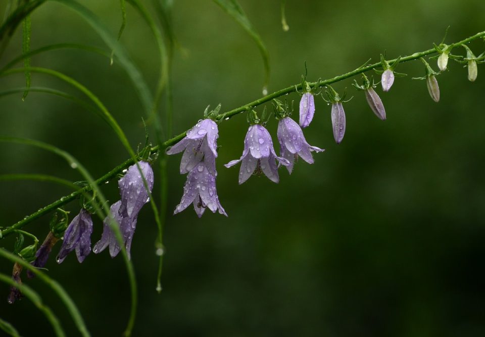 Fiore Viola Estate Regentropfe Bagnato Petali
