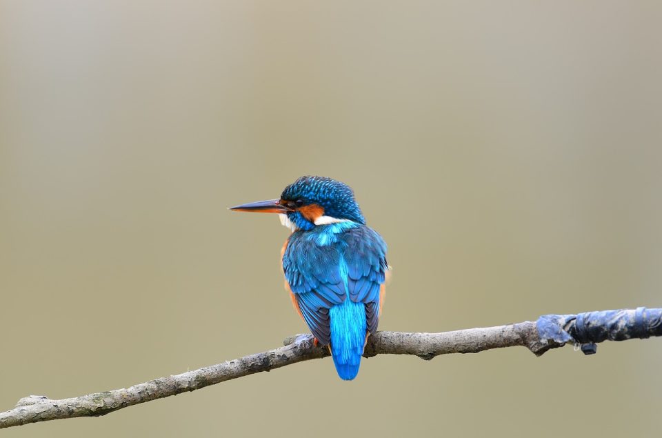 Felice Uccello Blu Selvaggio Naturale Ramo