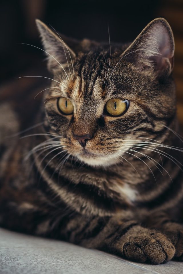 Kat Huisdier Katachtig Dier Bond Kitty