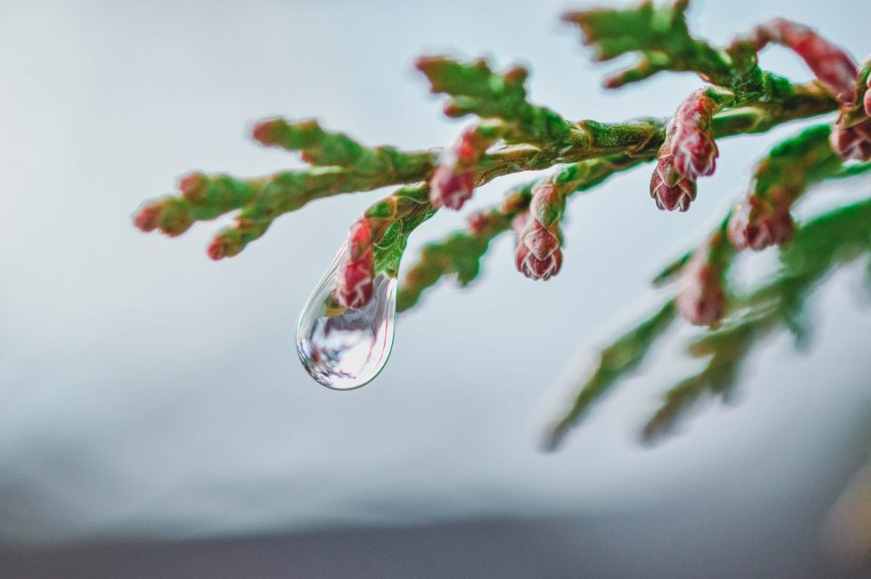 Arbre Direction Générale De La Goutte De Pluie Rosée