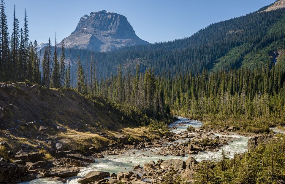 Fleuve Des Arbres Montagnes Forêt Nature Ruisseau
