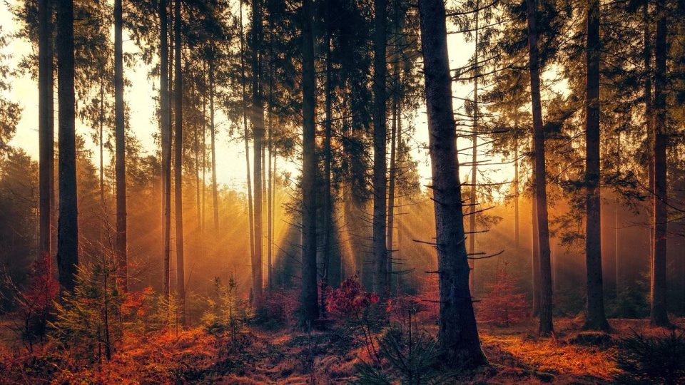 Pădure Ceaţă Lumina Soarelui Rază De Soare Luminos