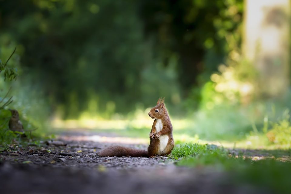 Squirrel Nature Cute Mammals Wild Outdoor