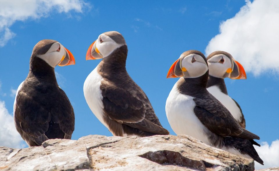 Papegaaiduikers Vogels Zitten Dieren Zeevogels