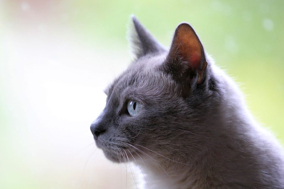 Cat Domestic Animal Animal Gray Domestic Cat