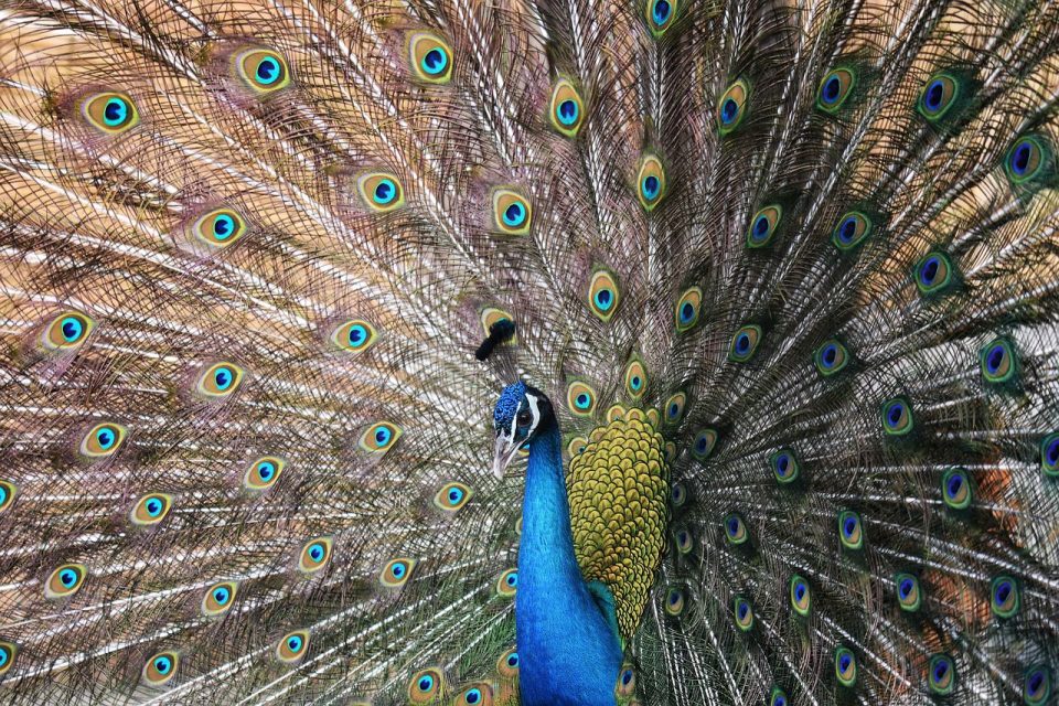 Peacock Bird Animal Peafowl Indian Peafowl