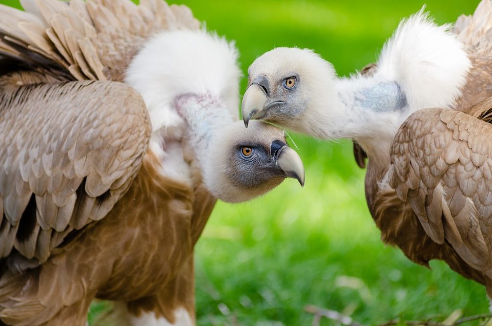 Geier, Vögel, Doppelschnabel, Gefieder, Vogelkopf, Geierfotos, Tierwelt, Raubvögel, Aasfresser