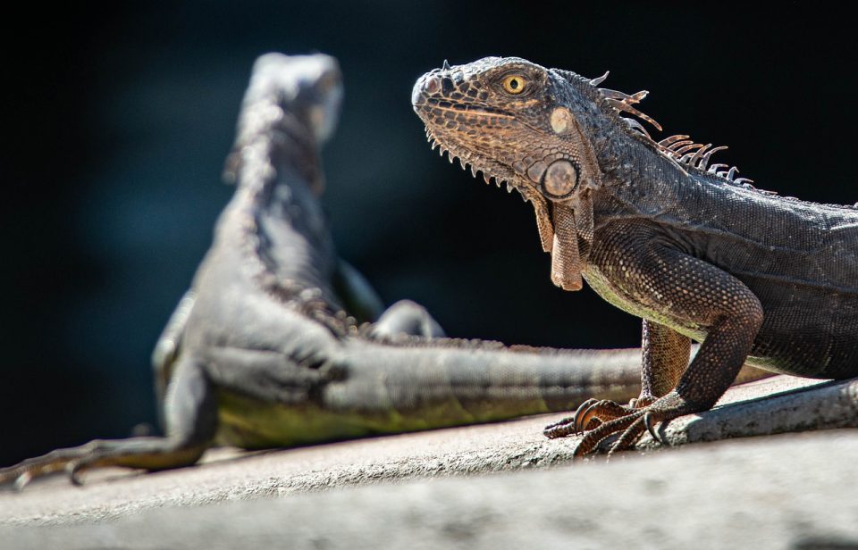 Iguane Rettili Lucertola Drago Animale Scala