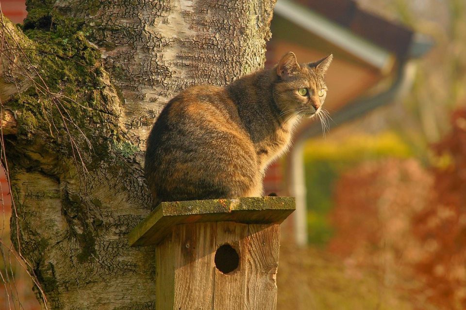 猫 鸟巢 国内的猫 花园 潜伏着 手表 春天 宠物 小猫 肖像 猫科动物 猫画像