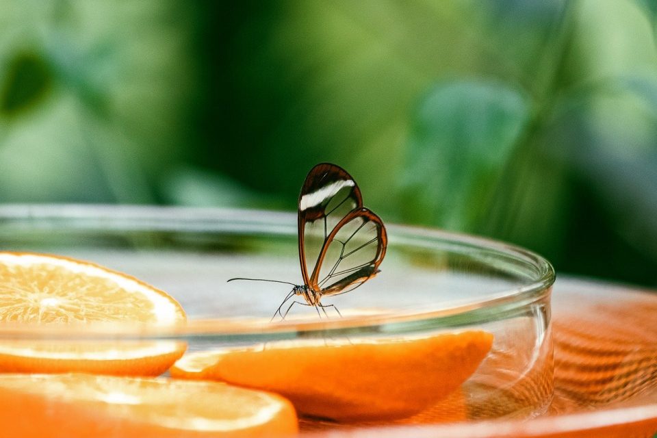 Fjäril Insekt Exotisk Flyg Insekt Natur Djur