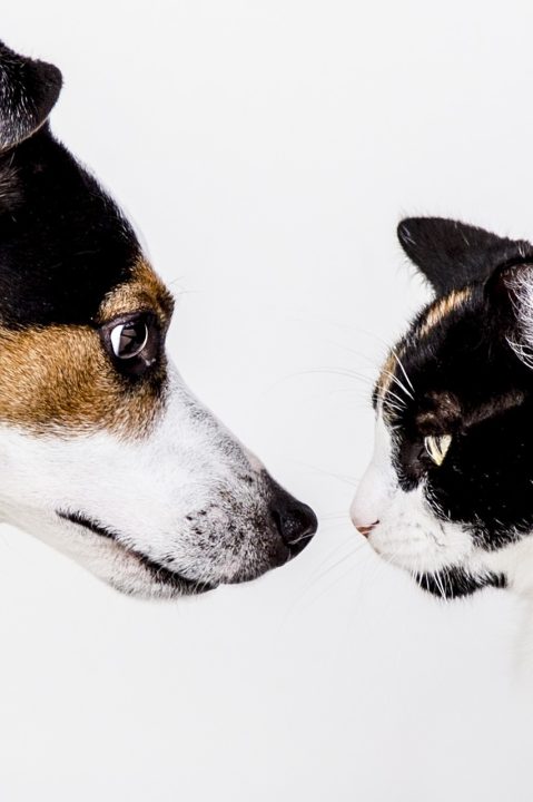 Katt Hund Djur Sällskapsdjur Natur Vovve