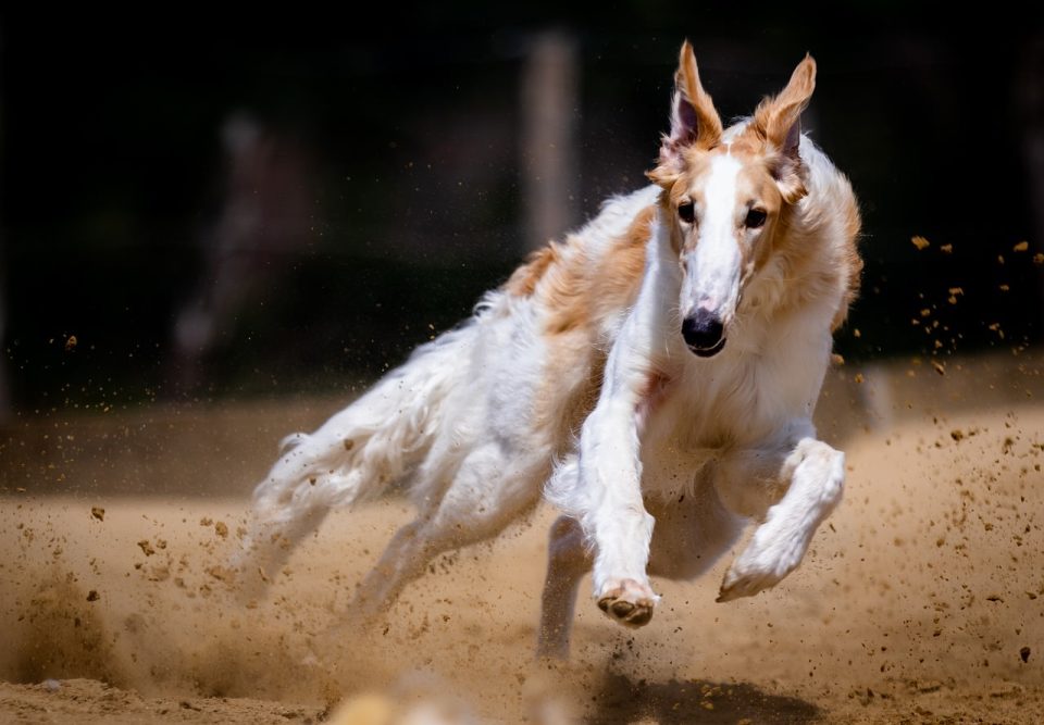 Cane Canino Gara Correre In Esecuzione