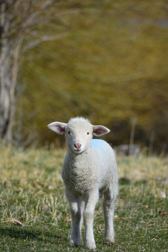 Lamb Animal Sheep Cute Nature Rural