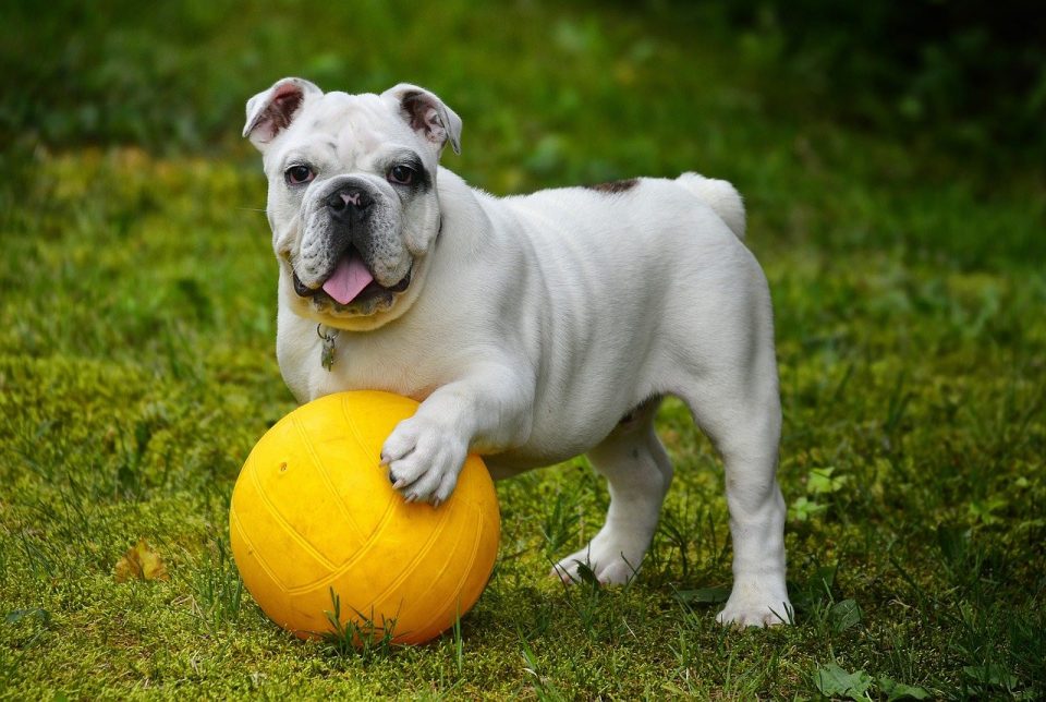 Anglų buldogas Buldogas Buldogas Naminis Baltasis šuo