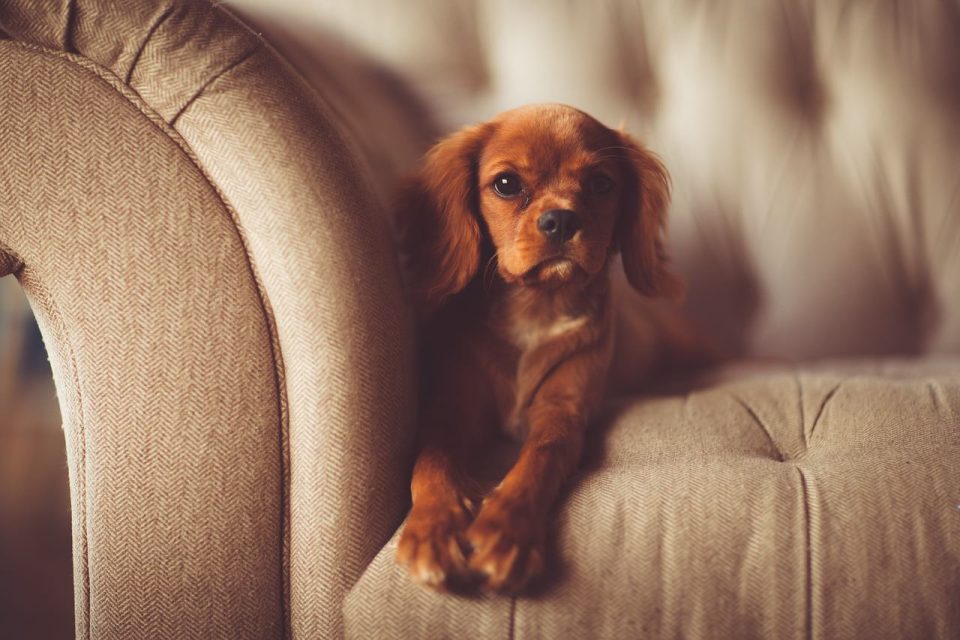 狗 长椅 棕色的狗 宠物 犬类 可爱的 动物 国内动物 毛皮 家具 在室内 放下