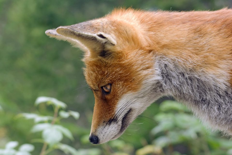 Renard Le Renard Roux Animal Nature Sauvage