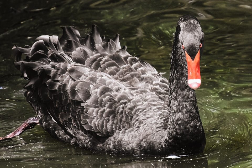 Black Swan, Villercher, Lake, Swan, Waterfowl, Waterfowl, Déieren