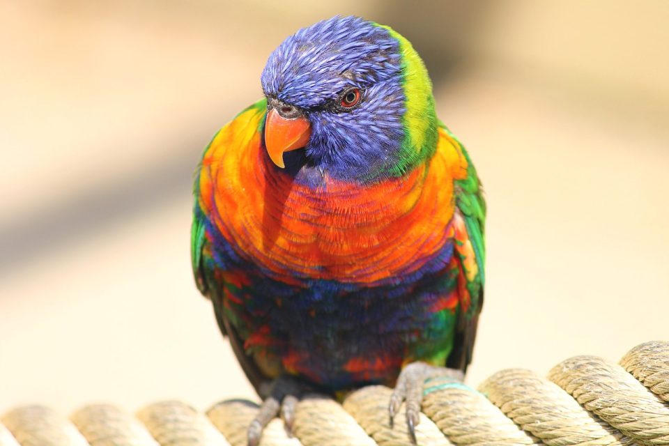 Papageienfotografie, Lorikeet, Vogel, Vogelarten, Vogelwelt, bunte Vögel