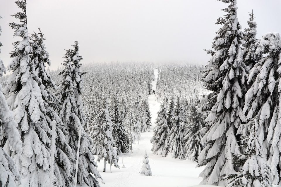 Hiver Piste Forêt Des Arbres Hivernal Givre