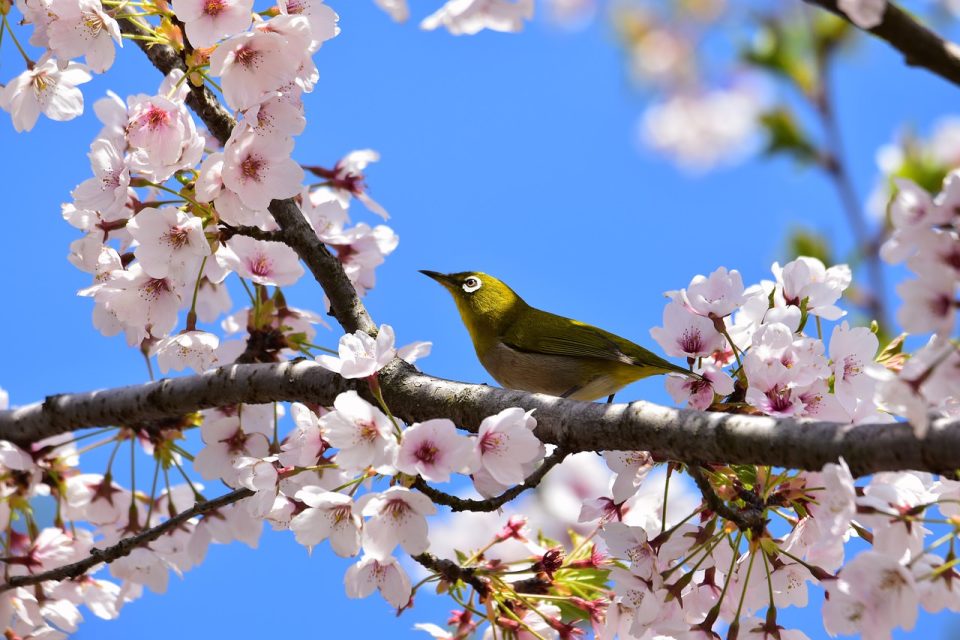 Djur Anläggningen Blommor Cherry Blossoms Fågel