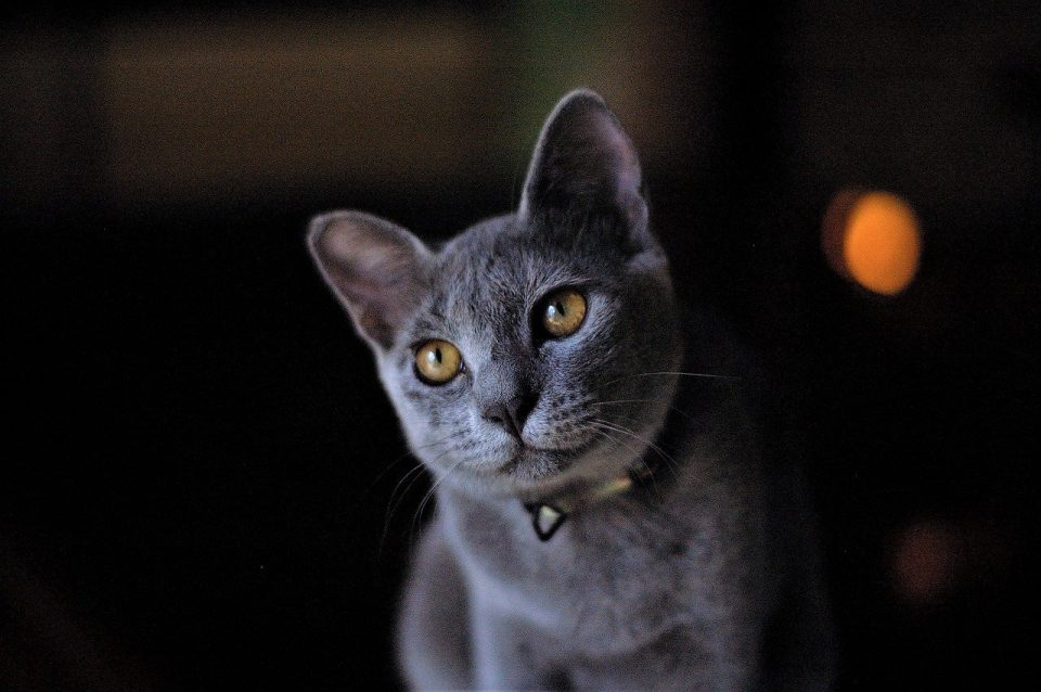 Gato Azul Ruso Gato Mascota Gato Gris Animal