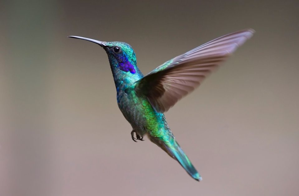 Hummingbird, bird, flight, wings, flying bird, beak, feathers, pucks, avian, ornithology