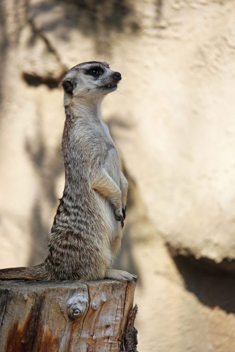 Meerkat Animal Zoo Curious