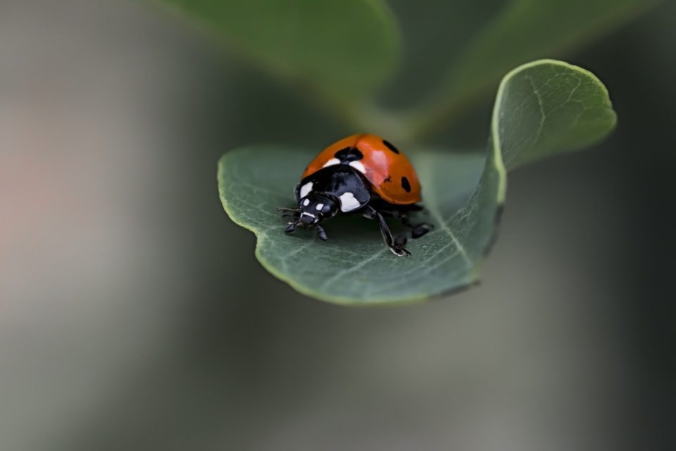 Mariquita Escarabajo Hoja Insecto Coccinellidae