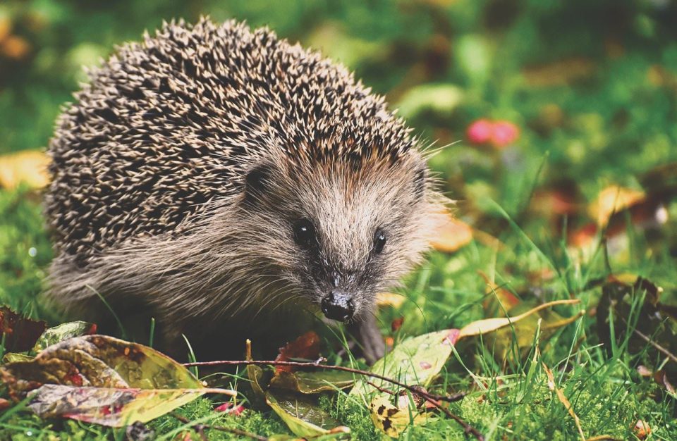 Egel Dier Stekelig Nachtelijk Dieren In Het Wild