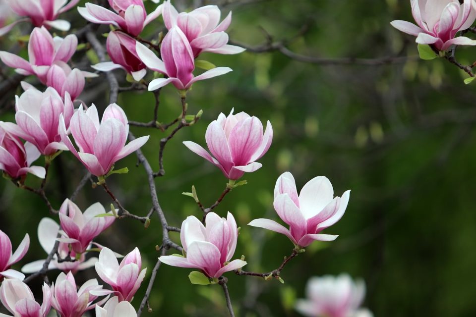 Vår Magnolia Blommor Rosa Natur Växter Blommande