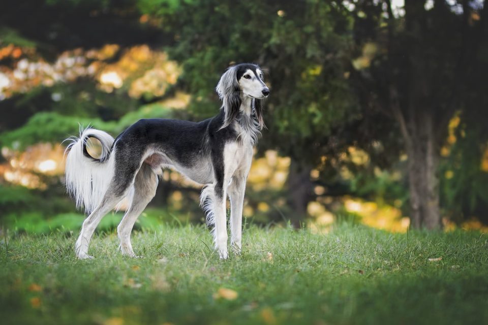 Природа Собака Борзая Салюки Pet Животное Любовь