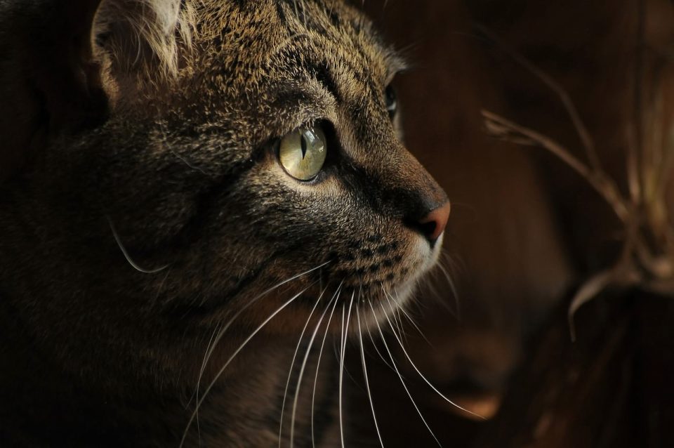 Cat Animal Eye Pet
