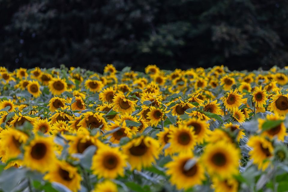 Fiore Girasole Petali Campo Di Girasoli