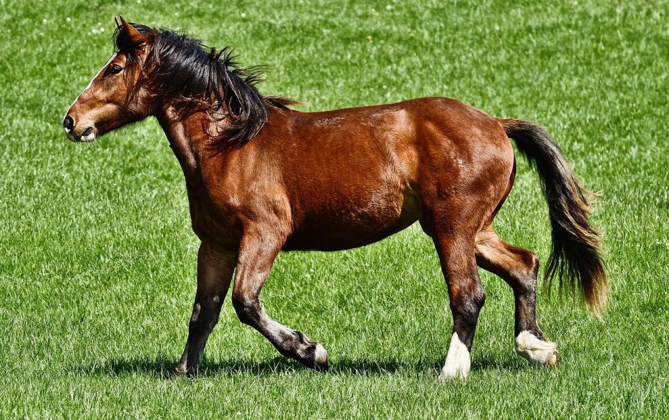 Paard Dier Zoogdier Ruiter Weiland Soort