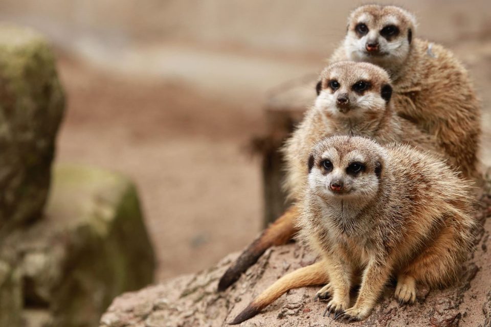 Suricates Famille Velu Mammifère Zoo Safari