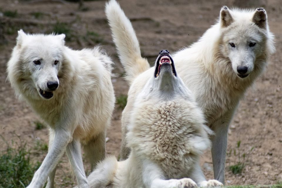 Lupo Lupi Natura Attaccare Animali Pelliccia