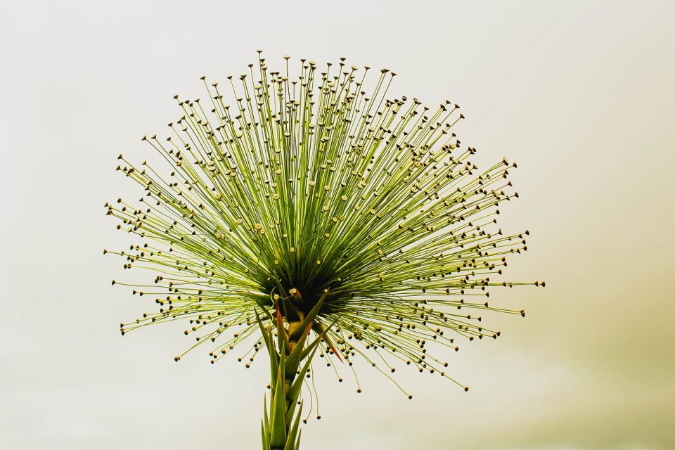 fleur, vert, la nature, paepalanthus bromelioides