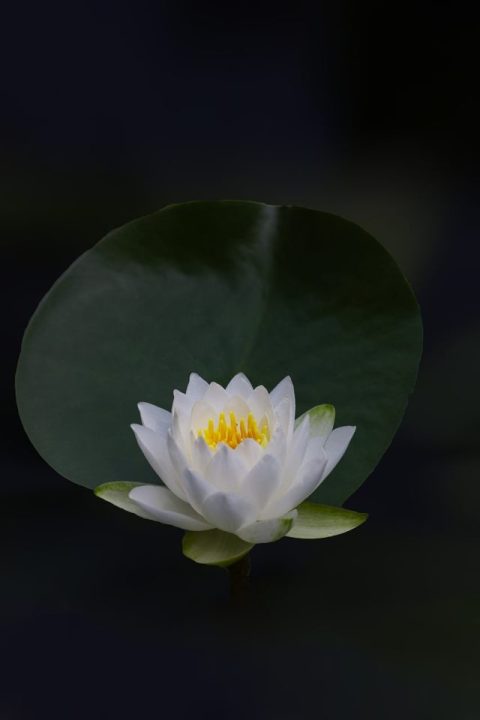 Loto Flor Lirio De Agua Flor Blanca Planta