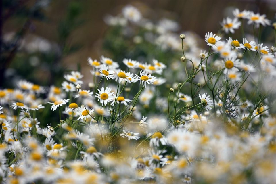 Camomilla Fiori Fiore Prato Estate Paesaggio