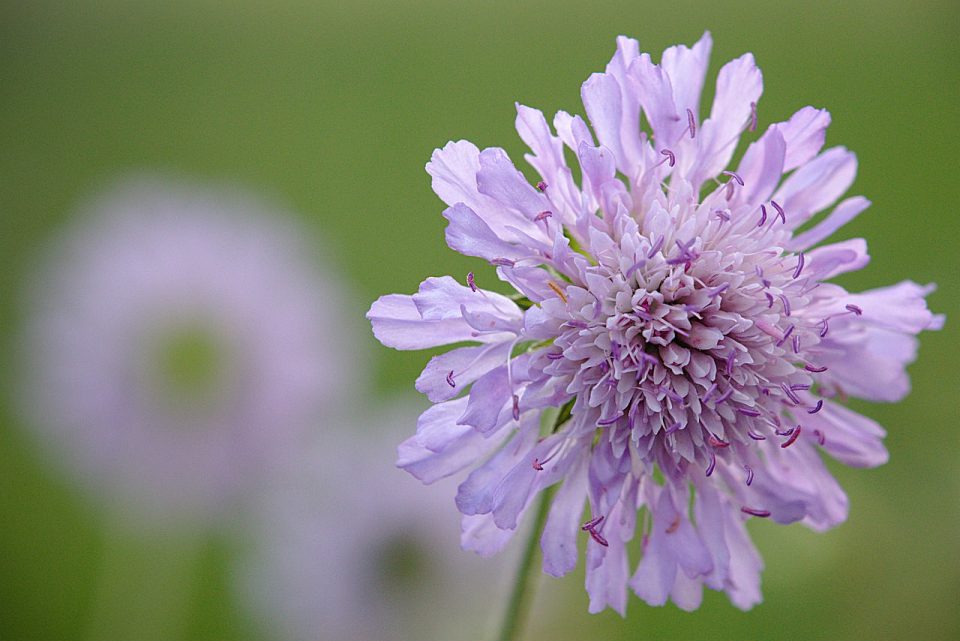 Wittwenblume Fiore Viola Primavera