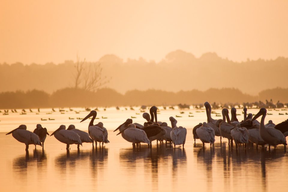 Grandes Pelicanos Brancos Observação De Aves